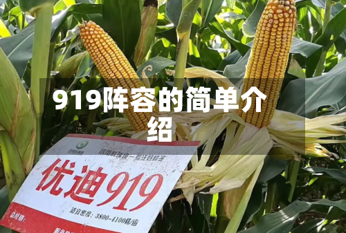 919阵容的简单介绍-第2张图片