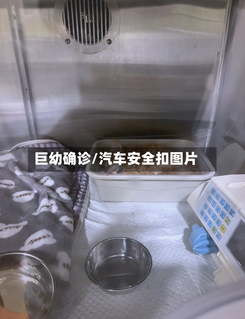 巨幼确诊/汽车安全扣图片-第3张图片