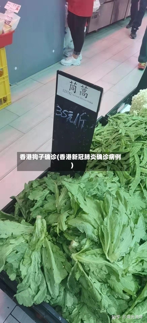 香港狗子确诊(香港新冠肺炎确诊病例)
