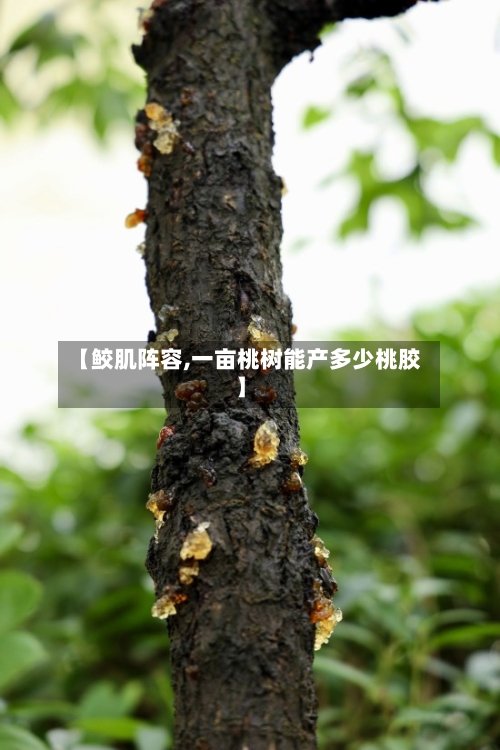 【鲛肌阵容,一亩桃树能产多少桃胶】