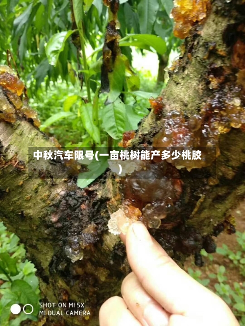 中秋汽车限号(一亩桃树能产多少桃胶)-第3张图片