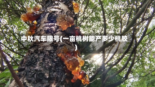中秋汽车限号(一亩桃树能产多少桃胶)