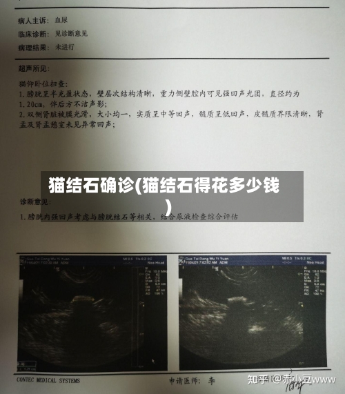 猫结石确诊(猫结石得花多少钱)